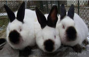 Кролики  